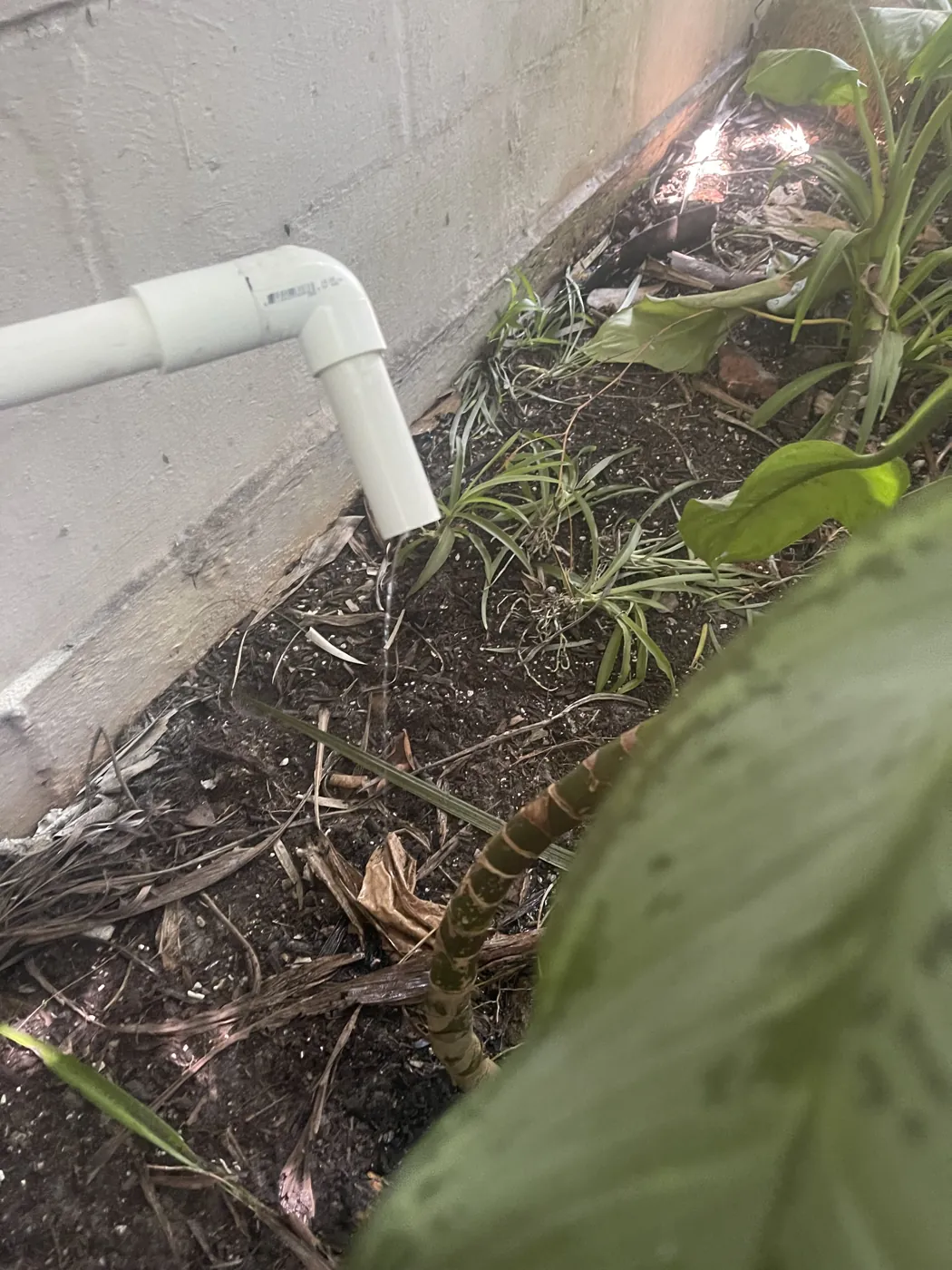 A condensate drain line ending in an elbow over a plant bed